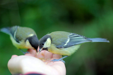 blue tit in the hand
