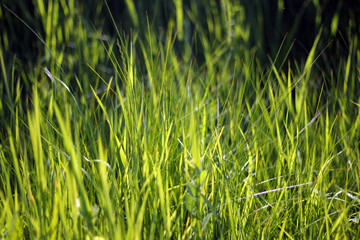 green grass background