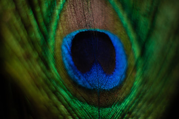 Obraz premium The Colored Peacock Feather Macro