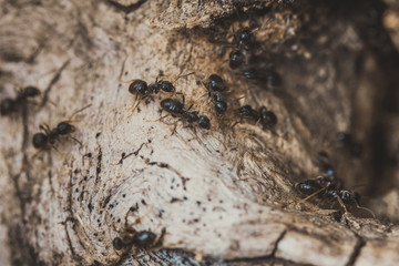 Ant trail on the tree trunk