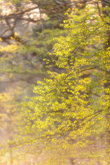 Fresh leaves in sunny woodland during early spring.