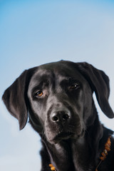 Schwarzer Labrador-Retriever auf einem blauen Hintergrund.