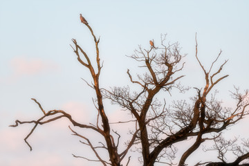 Two birds in dead tree during the golden hour.