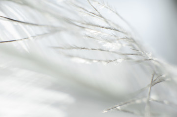 Macro Feathers White