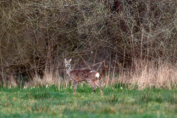 Roe deer in meadow at forest edge looking towards camera.
