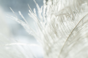 Macro Feathers  White