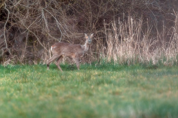 Alert roe deer in field at forest edge. Looking towards camera.