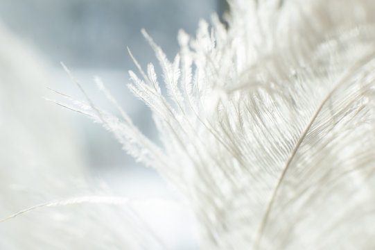 The Macro Feathers Of White