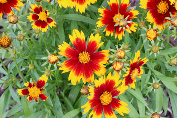 Yellow and Red Gaillardia