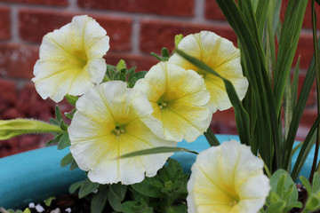 Yellow Petunias with a Brick Background