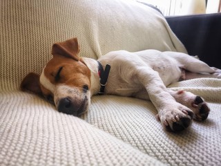 śpiący mały pies ,  Jack Russell Terrier, terrier, młody pies - obrazy, fototapety, plakaty