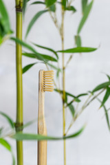 Bamboo toothbrush. Made with natural plant fibers. Ecological and ecofriendly personal hygiene element. Buy to stop climate change. Fons blanc amb canyes i fulles de bambu.
