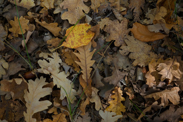 colorful oak leaves cover in the autumn forest
