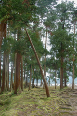 Fototapeta premium Enchanted forest of Lake Furnas. Sao Miguel, Azores, Portugal, Europe.