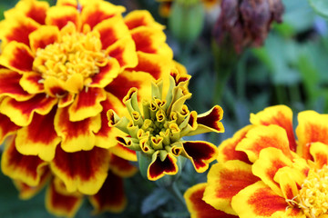 Marigold Flower Starting to Bloom