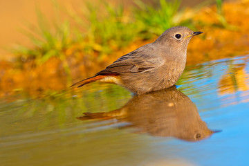 Female Black Redstart, Phoenicurus ochruros, Colirrojo Tizón, Forest Pond, Castilla y León, Spain, Europe