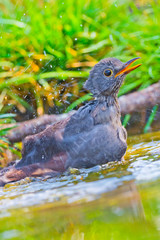 Blackbird, Turdus merula, Mirlo Común, Forest Pond, Castilla y León, Spain, Europe