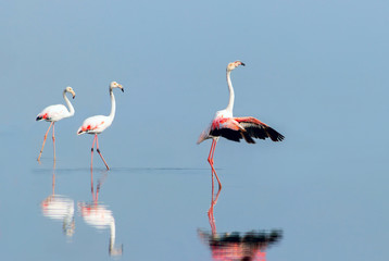 Wild african birds. Group birds of pink african flamingos  walking around the blue lagoon