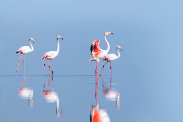 Wild african birds. Group birds of pink african flamingos  walking around the blue lagoon