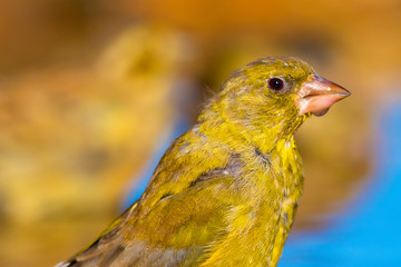 Greenfinch, Carduelis chloris, Verderón Común, Forest Pond, Castilla y León, Spain, Europe