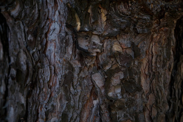 Tree bark close up shot in forest