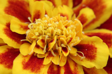 Fototapeta premium Close up Marigold Flower