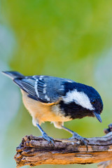 Obraz premium Great Tit, Parus major, Carbonero Común, Castilla y León, Spain, Europe