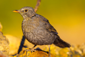 Blackbird, Turdus merula, Mirlo Común, Castilla y León, Spain, Europe