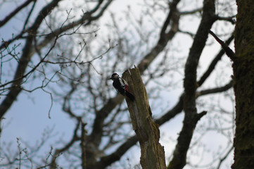 woodpecker on tree