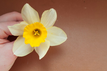 Greeting card with flowers. Hand holds a daffodil. The beauty of spring yellow flowers.