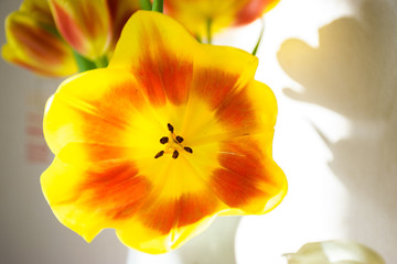 Yellow tulip on a sunny day indoors