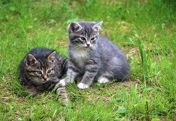 Naklejka na ściany i meble kittens on the grass