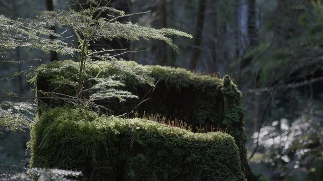 Moss Covered Tree Stump In TheF Forest, TILT UP