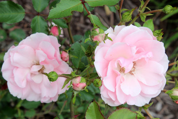 Light Pink Roses