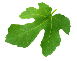 Fig leaf isolated on white background. top view