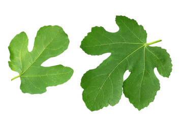 Fig leaf isolated on white background. top view