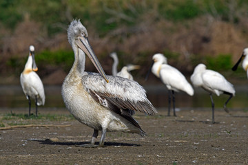 Dalmatian pelican / Krauskopfpelikan (Pelecanus crispus) - Greece / Griechenland