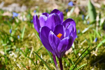spring crocus flowers