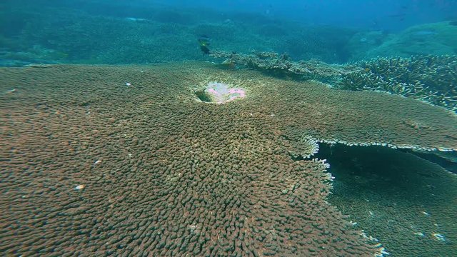 Camera filming below a acropora table coral and then move on top of the coral to reveal a big reef with fish