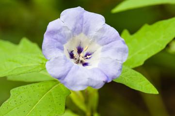 紫色の初夏の花　apple of Peru