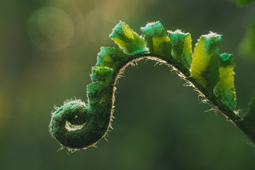 Closeup shot of a green fern with blurred background © Timothy Dykes/Wirestock