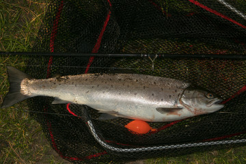 schöne Meerforelle  im Kescher mit Wasserkugel und Rute, Meeresangeln