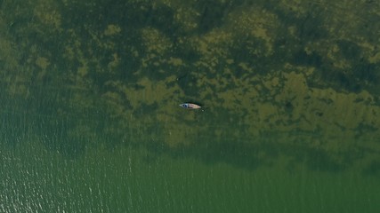 Aerial top down view of long tail boat floating on Thu Bon river. Green color water. Beautiful landscape from drone. Water plants under water surface. Hoi An, Vietnam