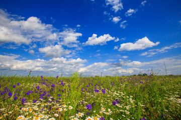 Obraz premium flowering meadow on a sunny day, cloudy sky