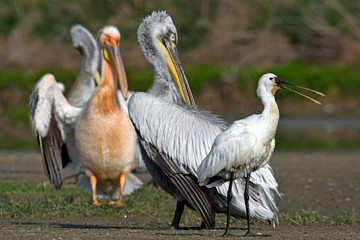 Löffler (Platalea leucorodia) steht vor Krauskopf- und Rosapelikanen - Spoonbill in front of Pelicans