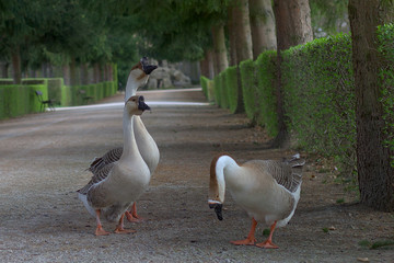 Fototapeta premium Geese in a classical park