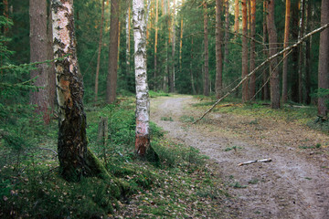 Beautiful autumn forest landscape, soft focus