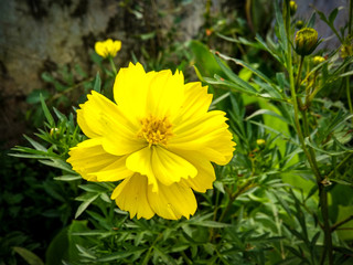 The beauty of yellow kenikir (cosmos) in the flower garden.