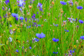 Naklejka premium blooming cornflowers in the grass in the meadow