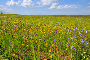 flowering meadow on a sunny day, cloudy sky